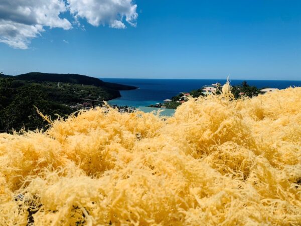 Getrocknetes Gold Sea Moss